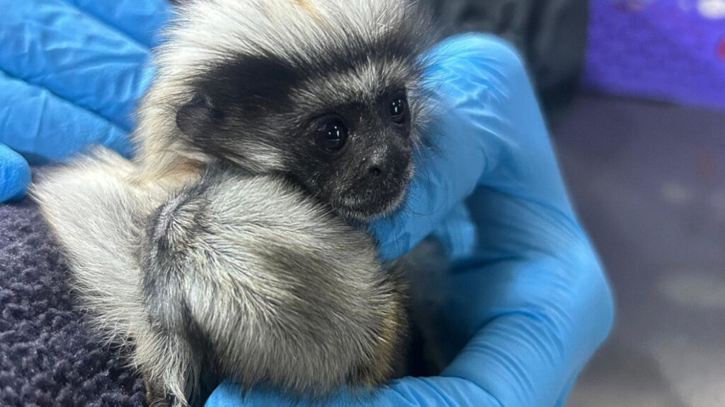 Rescatan crías de tití cabeciblanco en el Valle de Aburrá y vuelve alerta por tráfico de fauna