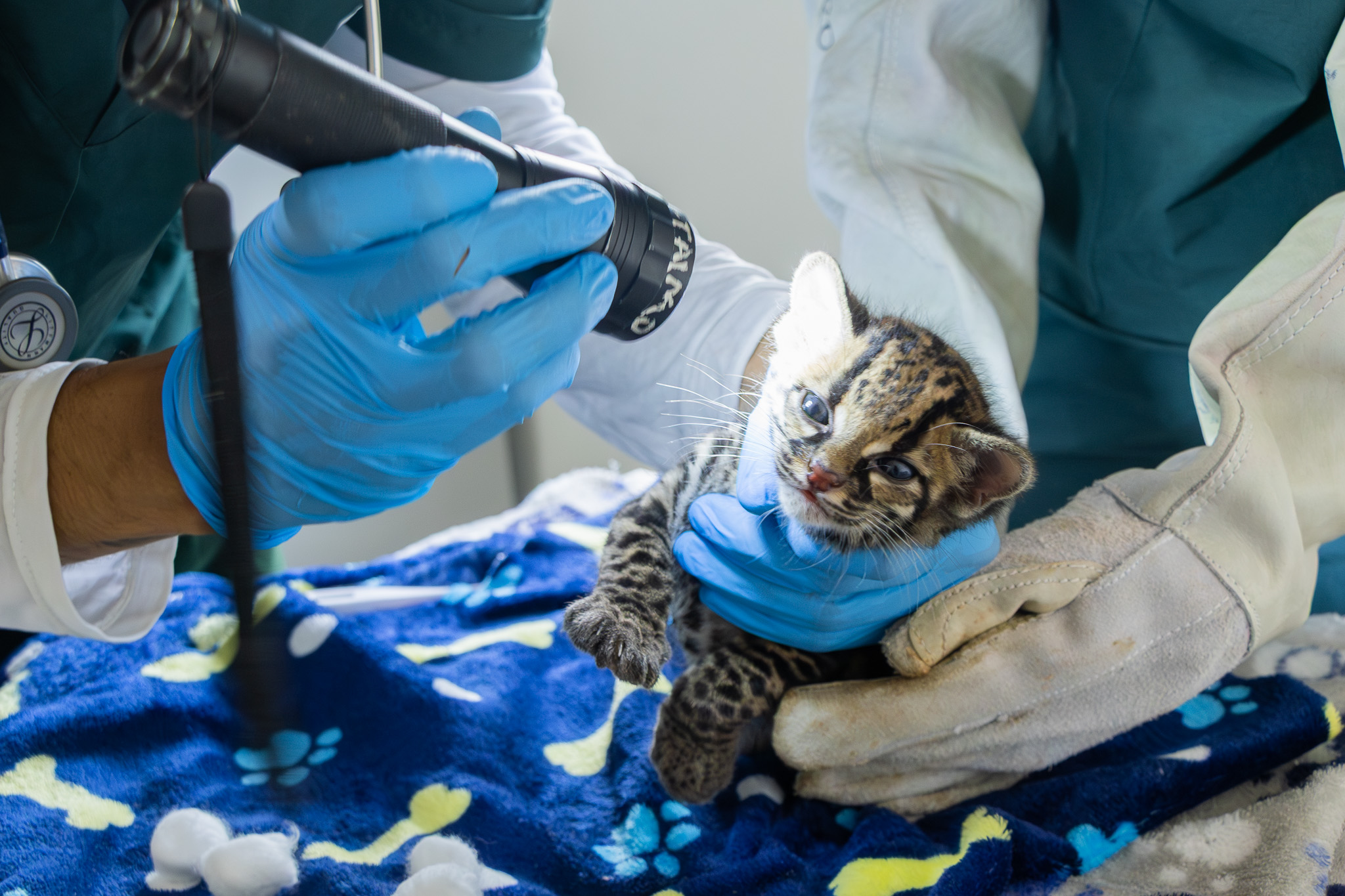 Cachorro de felino silvestre inicia proceso de rehabilitación en el CAV de Cornare