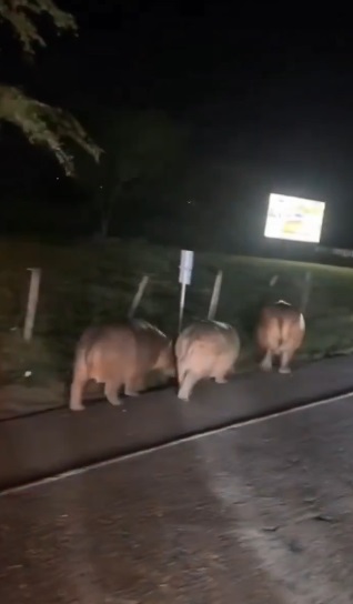 Hipopótamos cruzaron la autopista Medellín - Bogotá y obligaron a frenar a conductores cerca de Hacienda Nápoles