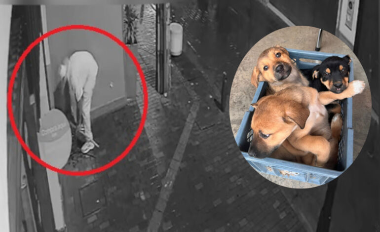 Tres cachorros fueron abandonados en plena calle del centro de Rionegro y las autoridades buscan al responsable