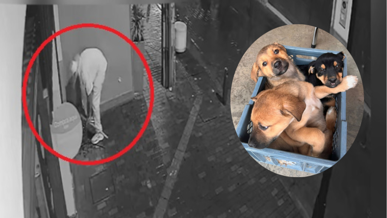 Tres cachorros fueron abandonados en plena calle del centro de Rionegro y las autoridades buscan al responsable