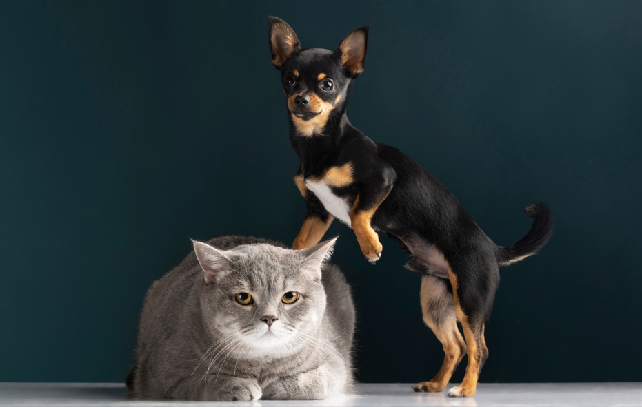 Esterilizar ya no será opcional: Gobierno convierte en política permanente el control de perros y gatos en Colombia