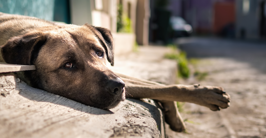 Siete casos diarios de maltrato animal en Colombia: Fiscalía reporta muertes, lesiones graves y procesos por violencia sexual