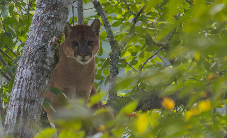 Confirman presencia de puma en zona rural de La Unión. Cornare brindó indicaciones