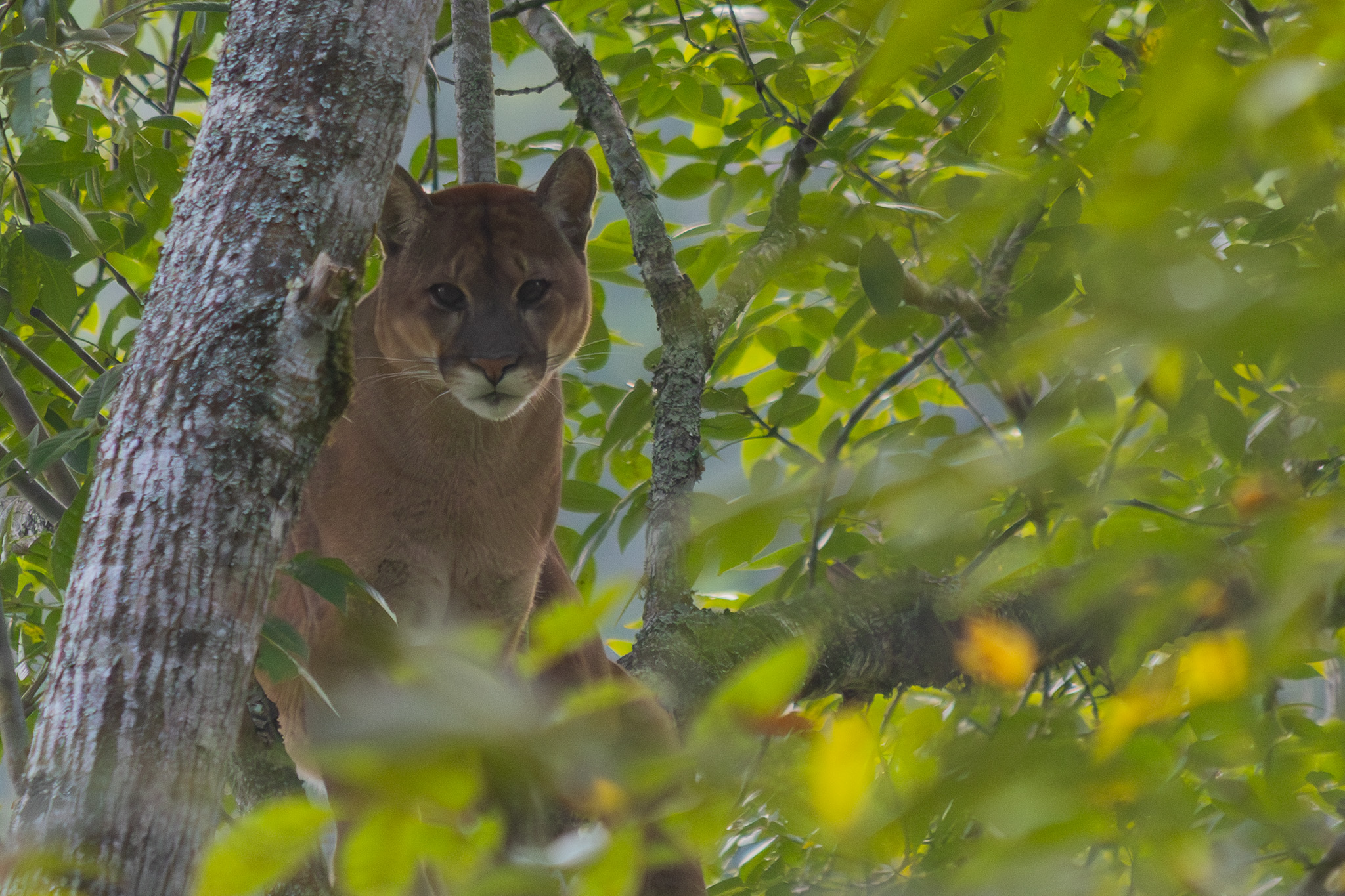 Confirman presencia de puma en zona rural de La Unión. Cornare brindó indicaciones