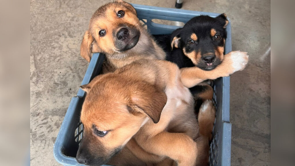 Tres cachorros fueron abandonados en plena calle del centro de Rionegro y las autoridades buscan al responsable