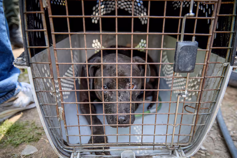 Autoridades desmantelaron red internacional de peleas de perros: hallaron animales muertos y capturaron a 13 personas