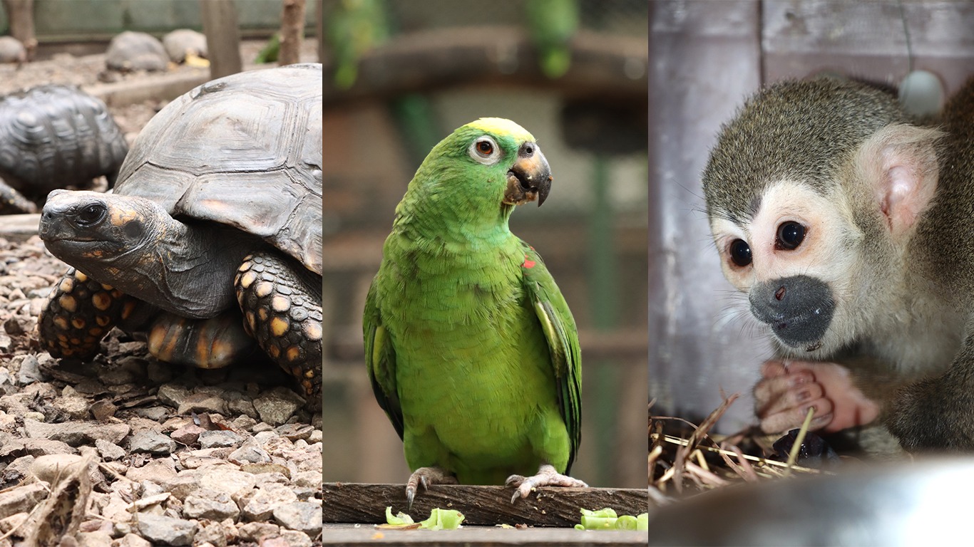 Estas son las especies más traficadas en Colombia durante Semana Santa