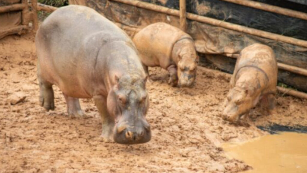 asociación mexicana de zoológicos que se ofreció como alternativa para evitar su sacrificio de 80 hipopótamos