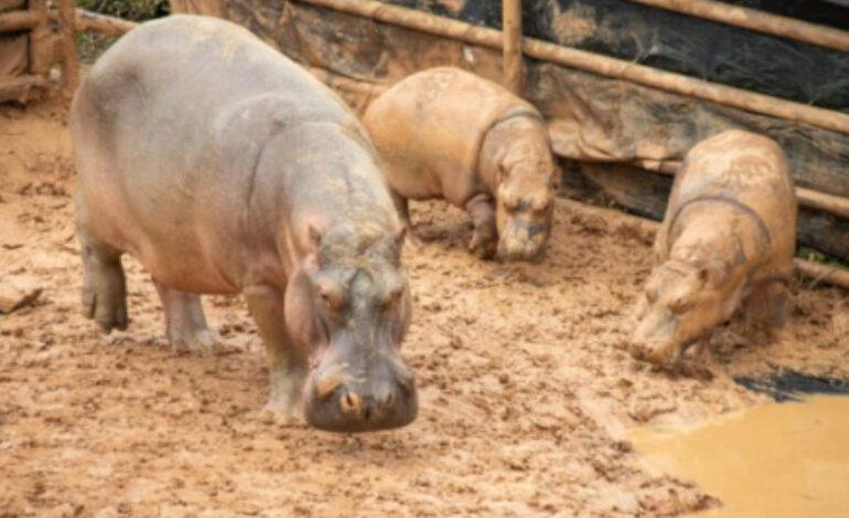 asociación mexicana de zoológicos que se ofreció como alternativa para evitar su sacrificio de 80 hipopótamos