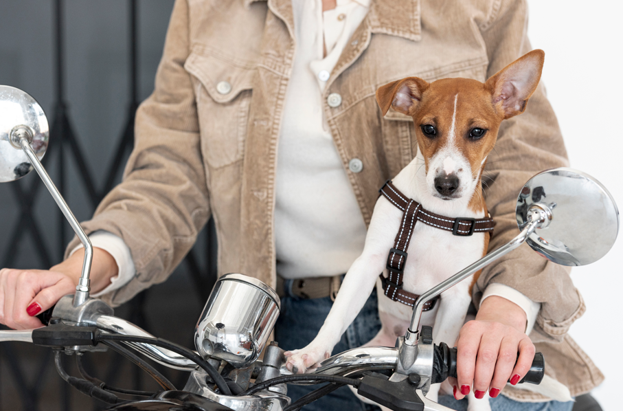 ¿Es legal llevar mascotas en moto en Colombia? Esto dice la norma