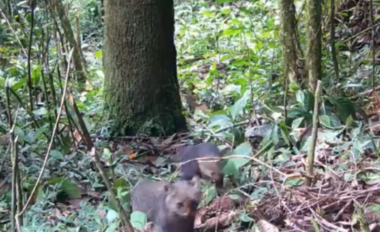 Jaguarundí poco visto en Colombia es captado con su cría en zona protegida de Itagüí