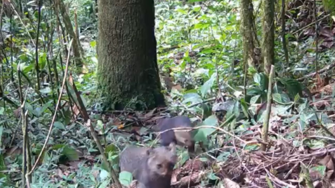 Jaguarundí poco visto en Colombia es captado con su cría en zona protegida de Itagüí