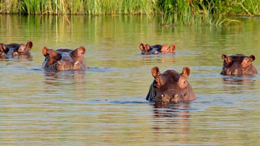 hipopótamos en el Magdalena Medio Colombia especie invasora