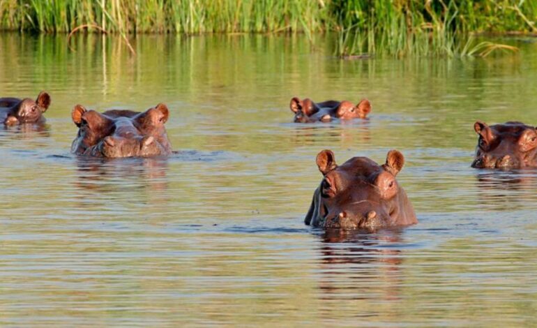 hipopótamos en el Magdalena Medio Colombia especie invasora