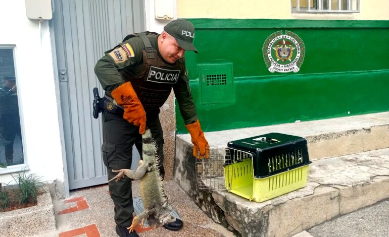 Autoridades rescatan fauna silvestre en operativos contra el tráfico ilegal en Guarne