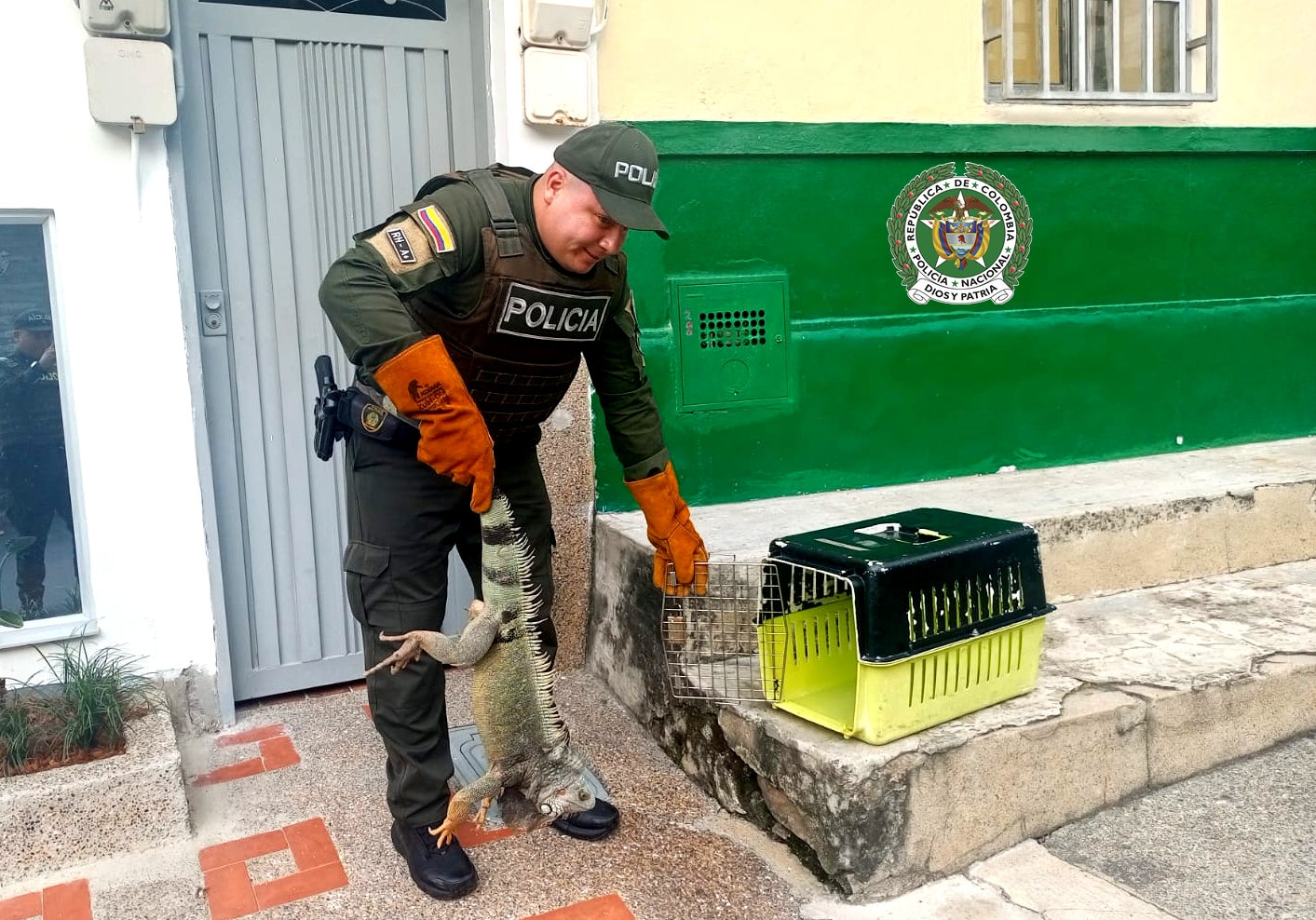 Autoridades rescatan fauna silvestre en operativos contra el tráfico ilegal en Guarne