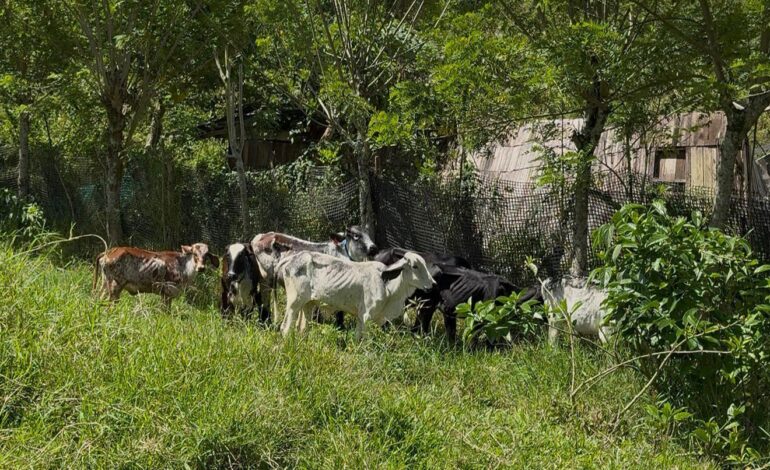 Autoridades recuperan ganado hurtado en La Ceja durante operativo en zona rural de Amagá