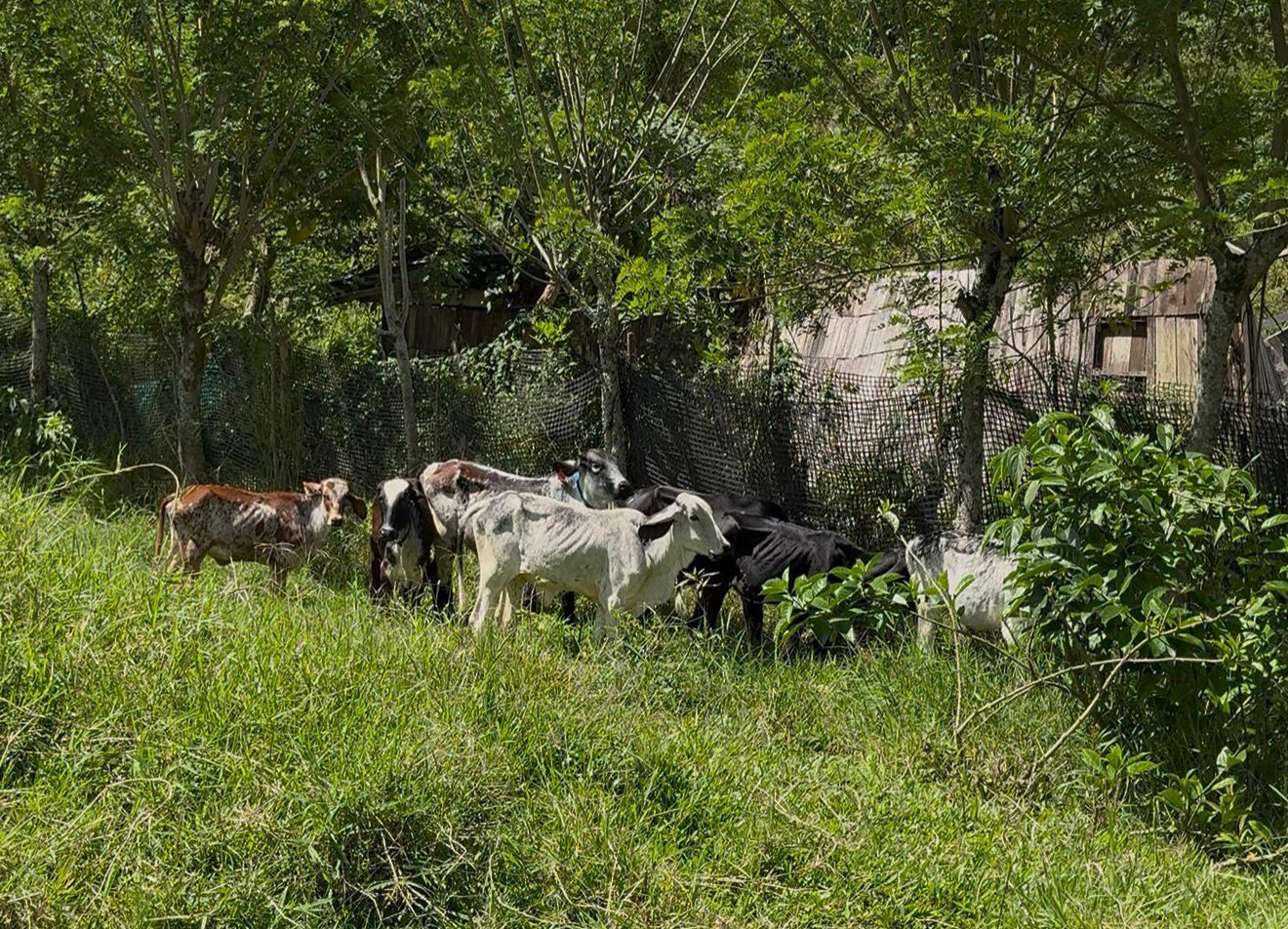 Recuperan ganado robado en La Ceja en tiempo récord: operativo lo ubicó en zona rural de Amagá