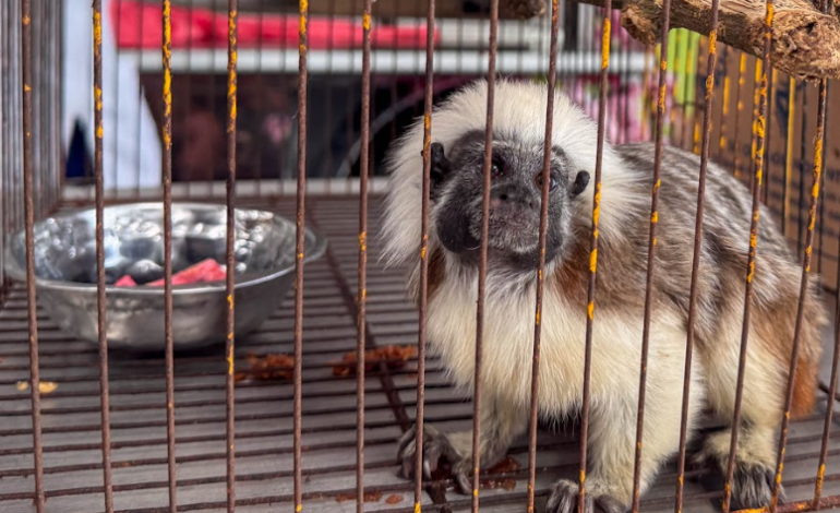 Operativos de control contra tráfico de fauna silvestre en Antioquia durante Semana Santa
