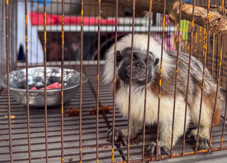 CIFFA activa operativos en Antioquia para proteger la fauna silvestre durante Semana Santa