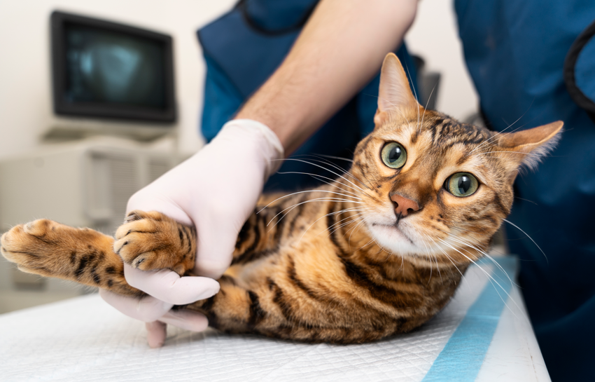 Al menos siete gatos murieron tras esterilizaciones en Puerto Berrío; investigan posibles fallas en los procedimientos