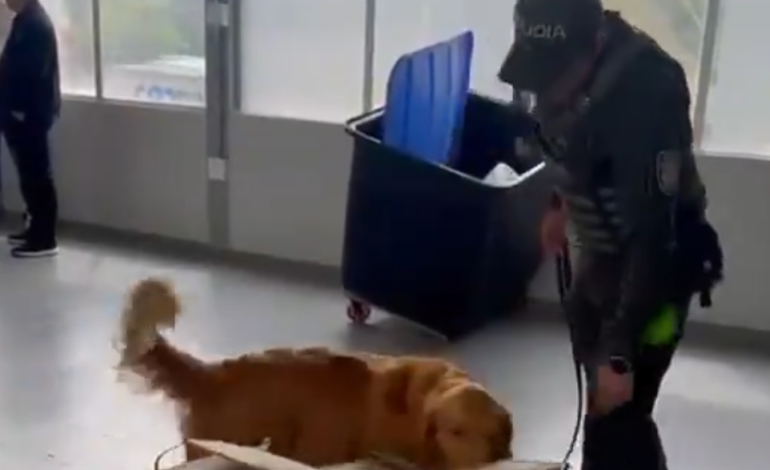 Caninos de la Policía Nacional detectan 20 kilos de cocaína ocultos en una encomienda llegada a Medellín desde Pasto.