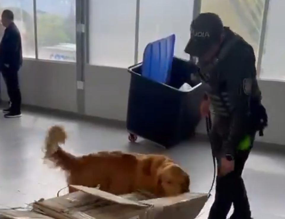 Caninos de la Policía Nacional detectan 20 kilos de cocaína ocultos en una encomienda llegada a Medellín desde Pasto.