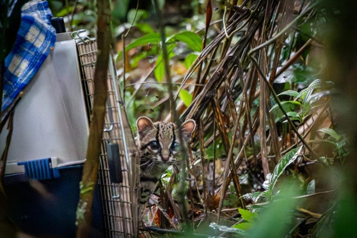 Cría de felino silvestre del género Leopardus durante su liberación en el departamento del Chocó tras ser rehabilitada por Cornare.