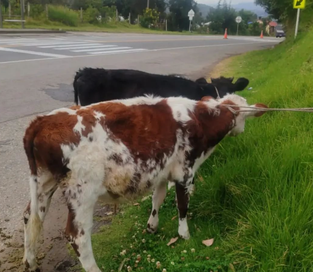 Policías inspeccionan un automóvil en Boyacá donde fueron encontrados dos terneros presuntamente robados durante un operativo en la vía entre Tibasosa y Sogamoso.
