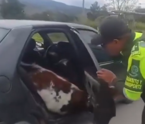 Policías inspeccionan un automóvil en Boyacá donde fueron encontrados dos terneros presuntamente robados durante un operativo en la vía entre Tibasosa y Sogamoso.