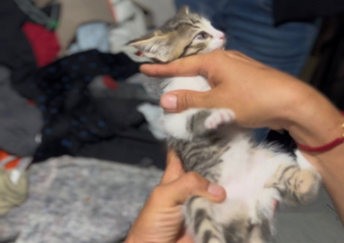 Rescataron tres gatos y una perra tras presunto caso de maltrato animal en Marinilla